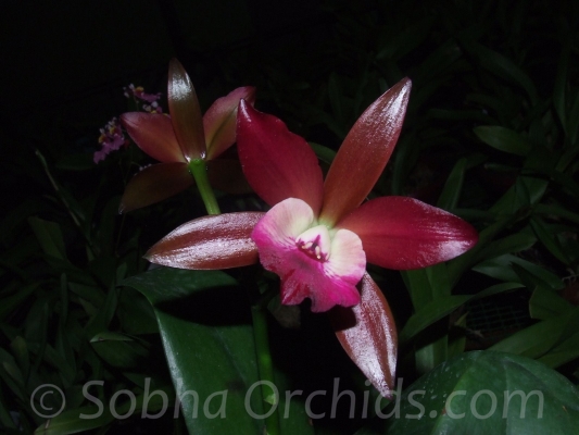 Cattleya chocolate beauty